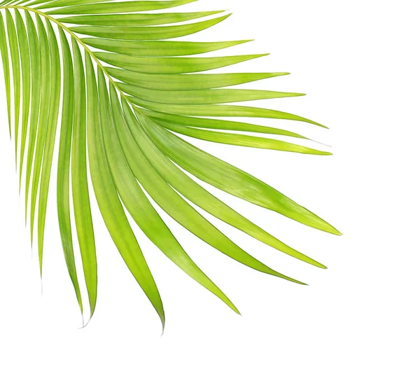 Beyaz arkaplanda izole edilmiş yeşil palmiye yaprakları