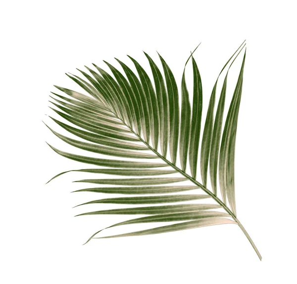 Beyaz arkaplanda izole edilmiş yeşil palmiye yaprakları