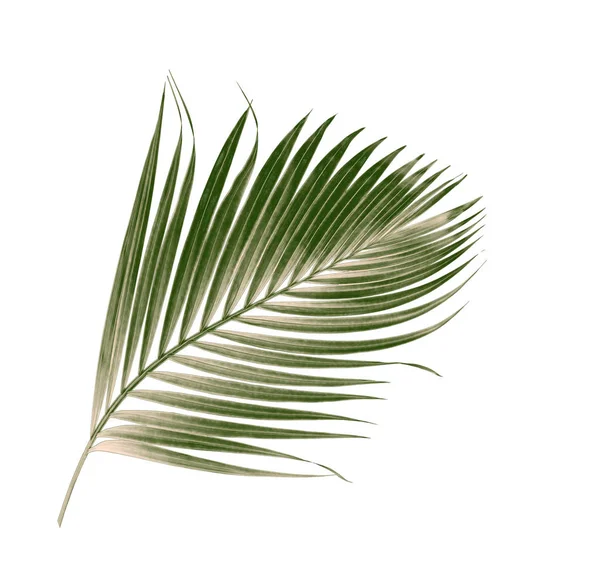 Beyaz arkaplanda izole edilmiş yeşil palmiye yaprakları