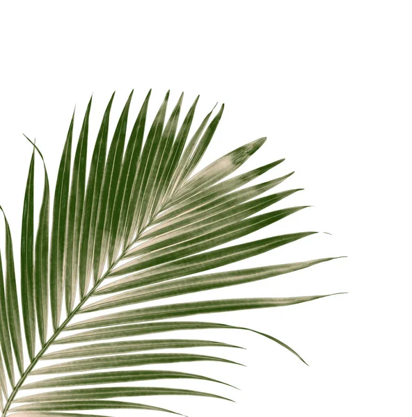 Beyaz arkaplanda izole edilmiş yeşil palmiye yaprakları