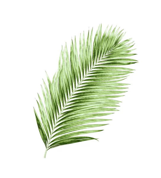Beyaz arkaplanda izole edilmiş yeşil palmiye yaprakları