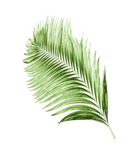 Beyaz arkaplanda izole edilmiş yeşil palmiye yaprakları