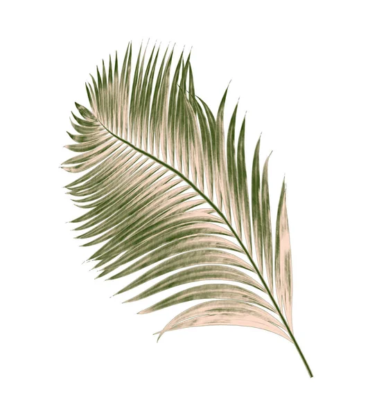 Beyaz arkaplanda izole edilmiş yeşil palmiye yaprakları