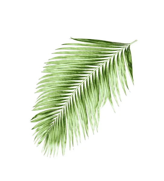 Beyaz arkaplanda izole edilmiş yeşil palmiye yaprakları