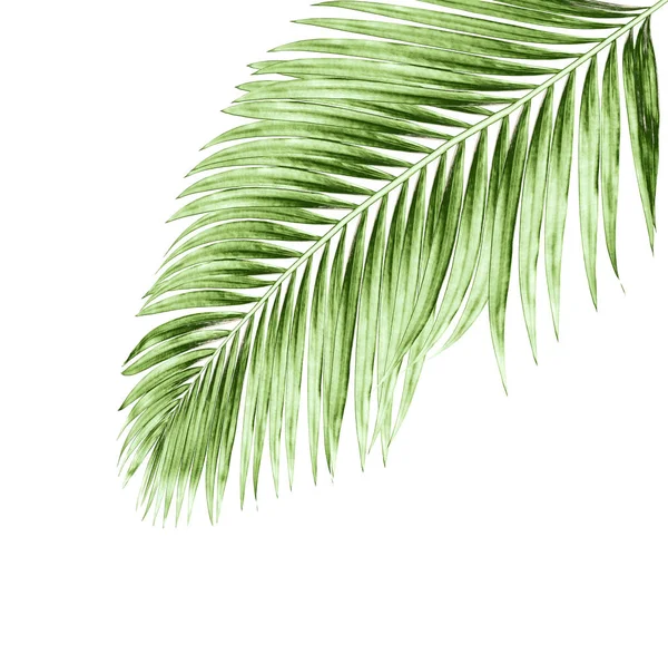 Beyaz arkaplanda izole edilmiş yeşil palmiye yaprakları