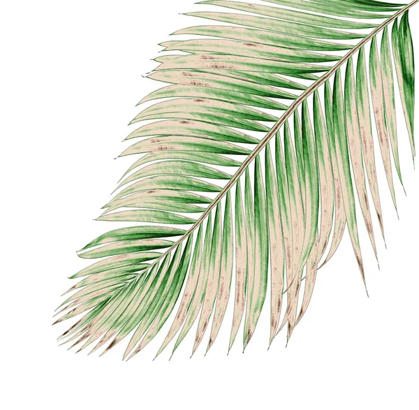 Beyaz arkaplanda izole edilmiş yeşil palmiye yaprakları