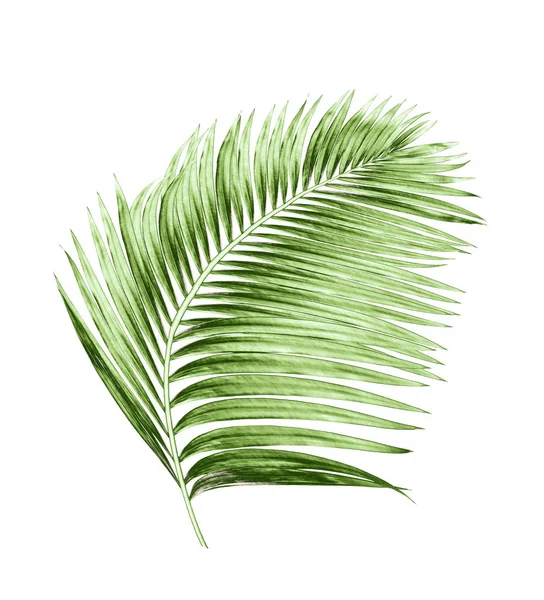 Grüne Blätter Der Palme Isoliert Auf Weißem Hintergrund — Stockfoto