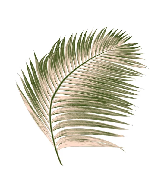 Beyaz arkaplanda izole edilmiş yeşil palmiye yaprakları