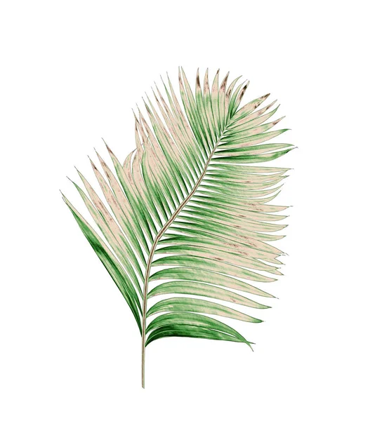 Beyaz arkaplanda izole edilmiş yeşil palmiye yaprakları