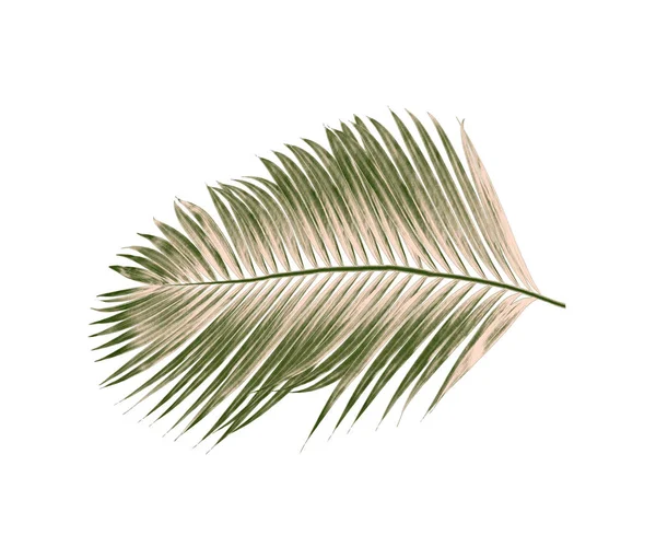 Beyaz arkaplanda izole edilmiş yeşil palmiye yaprakları