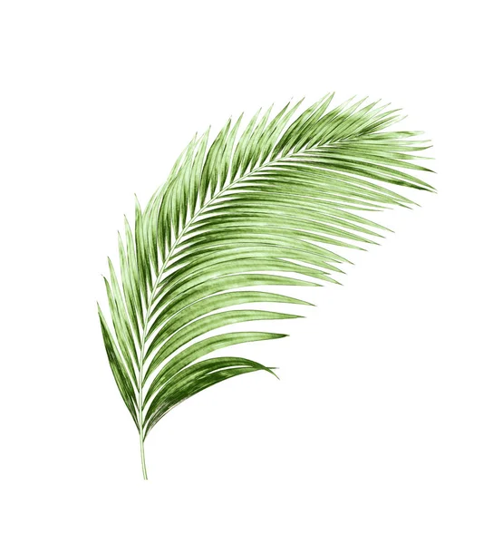 Beyaz arkaplanda izole edilmiş yeşil palmiye yaprakları