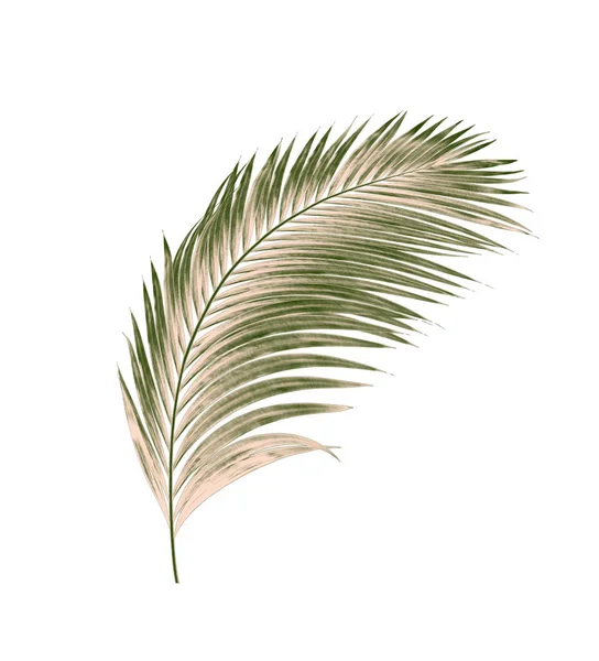 Beyaz arkaplanda izole edilmiş yeşil palmiye yaprakları