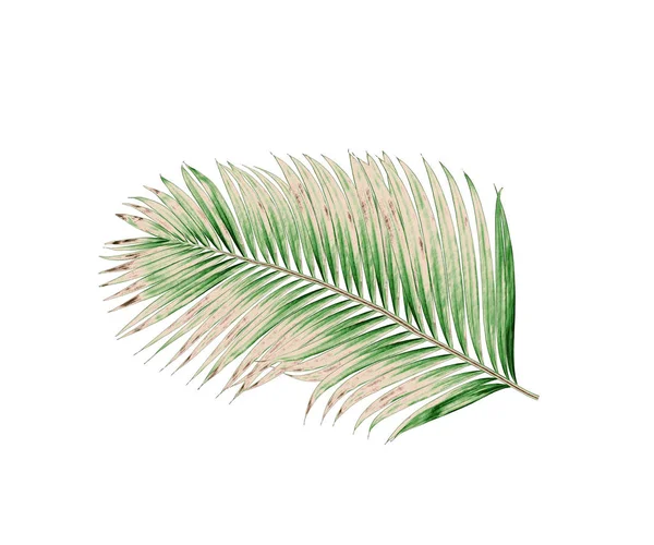 Beyaz arkaplanda izole edilmiş yeşil palmiye yaprakları
