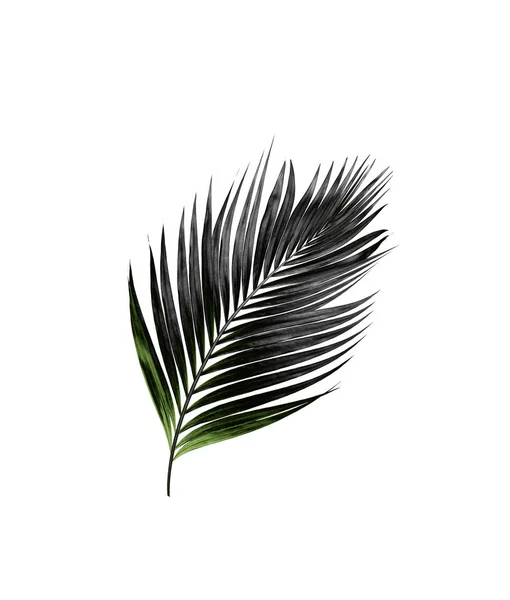 Blad Van Palmboom Geïsoleerd Witte Achtergrond — Stockfoto