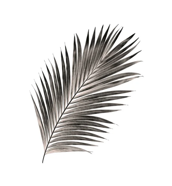 Beyaz arka plan üzerinde izole palmiye ağacının yaprak