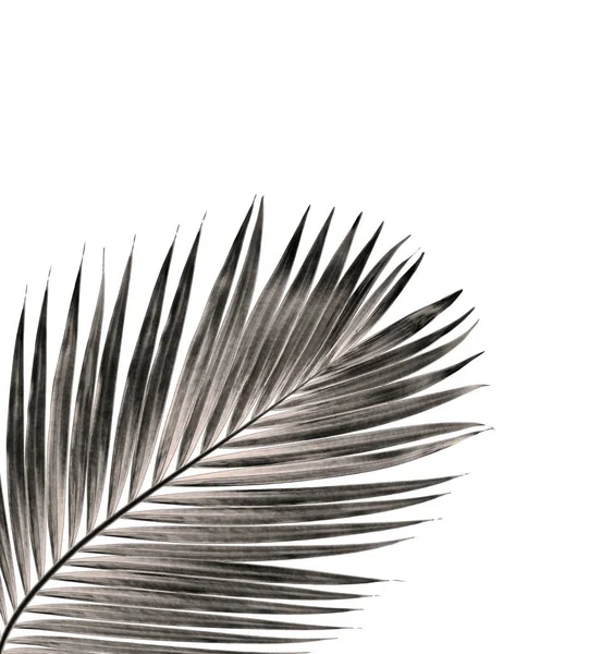 Blad van palmboom geïsoleerd op witte achtergrond — Stockfoto