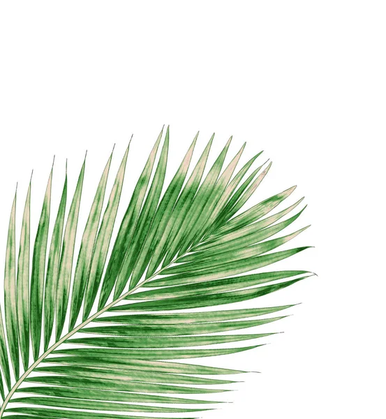 Hojas verdes de palmera aisladas sobre fondo blanco — Foto de Stock