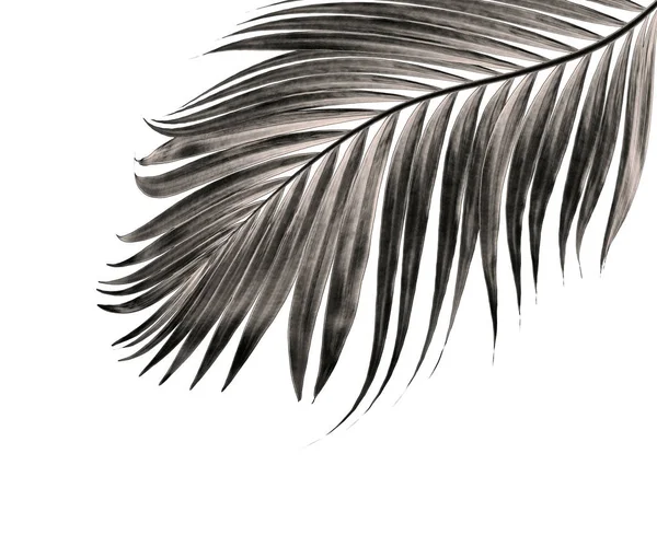 Beyaz arka plan üzerinde izole palmiye ağacının yaprak