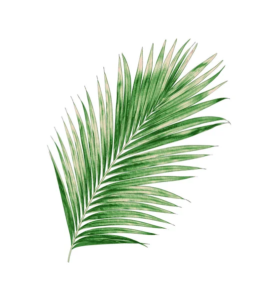 Beyaz arkaplanda izole edilmiş yeşil palmiye yaprakları