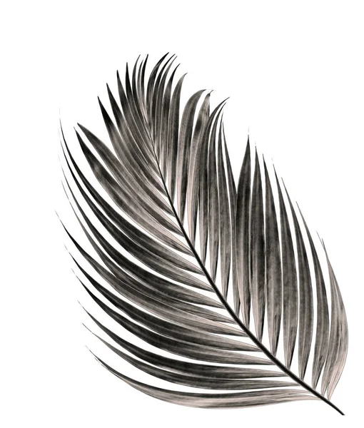 Beyaz arka plan üzerinde izole palmiye ağacının yaprak