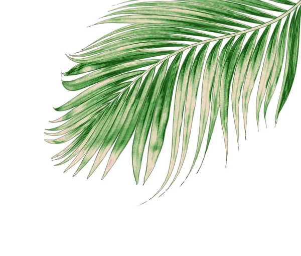 Beyaz Arkaplanda Izole Edilmiş Yeşil Palmiye Yaprakları — Stok fotoğraf