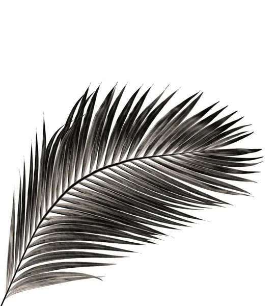 Beyaz arka plan üzerinde izole palmiye ağacının yaprak
