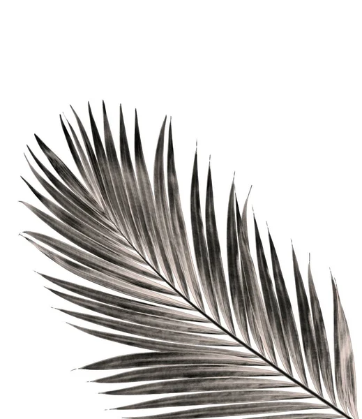 Лист пальмы на белом фоне — стоковое фото