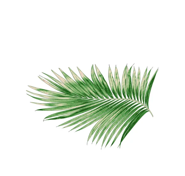 Zöld levelek pálmafa elszigetelt fehér háttér — Stock Fotó