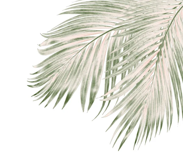 Beyaz arkaplanda izole edilmiş yeşil palmiye yaprakları