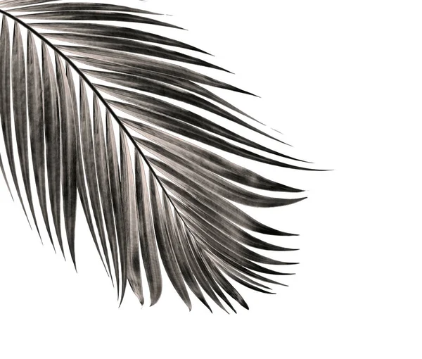 Beyaz arka plan üzerinde izole palmiye ağacının yaprak