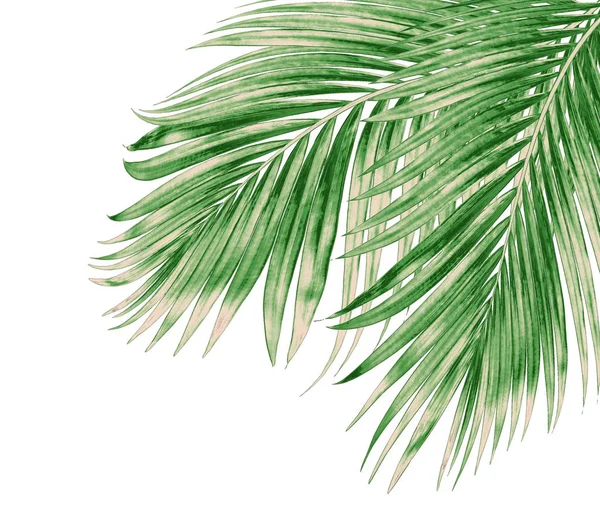 Beyaz arkaplanda izole edilmiş yeşil palmiye yaprakları