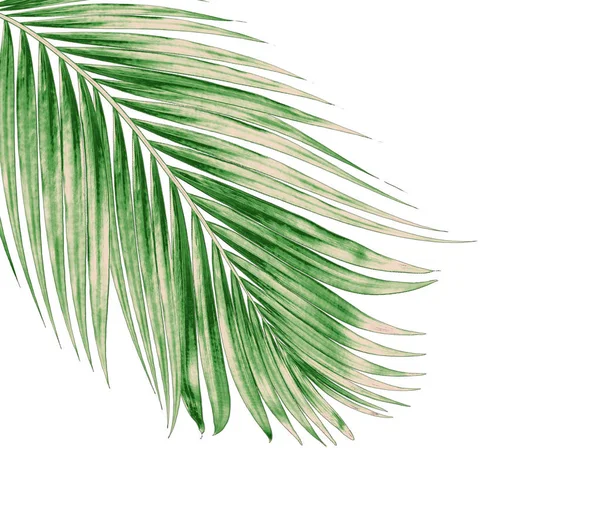 Beyaz arkaplanda izole edilmiş yeşil palmiye yaprakları
