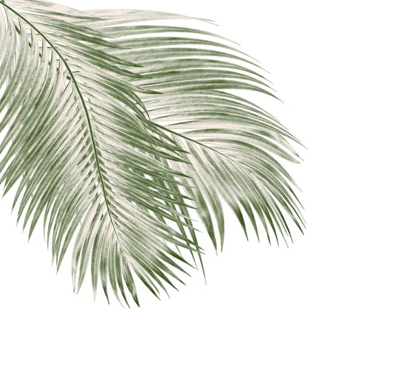 Beyaz arkaplanda izole edilmiş yeşil palmiye yaprakları