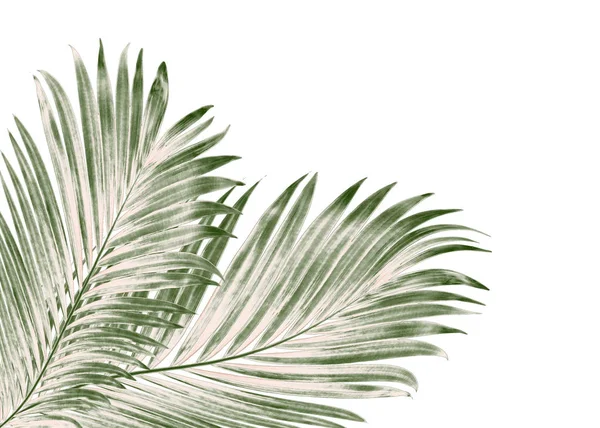 Beyaz arkaplanda izole edilmiş yeşil palmiye yaprakları