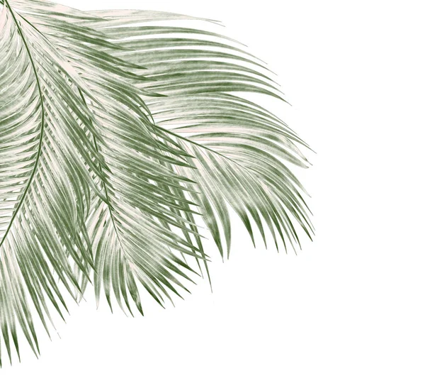 Beyaz arkaplanda izole edilmiş yeşil palmiye yaprakları