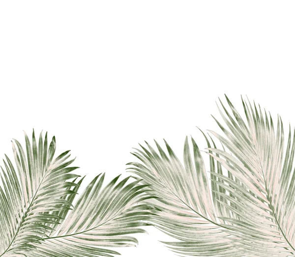Beyaz arkaplanda izole edilmiş yeşil palmiye yaprakları