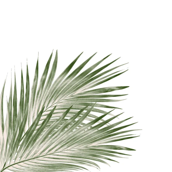 Beyaz arkaplanda izole edilmiş yeşil palmiye yaprakları