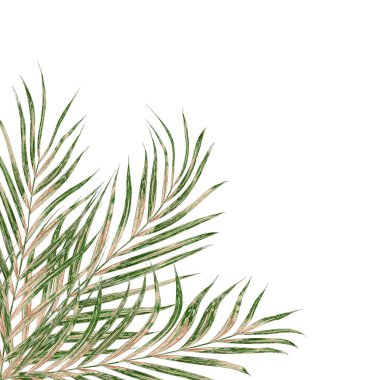 Beyaz arkaplanda izole edilmiş yeşil palmiye yaprakları