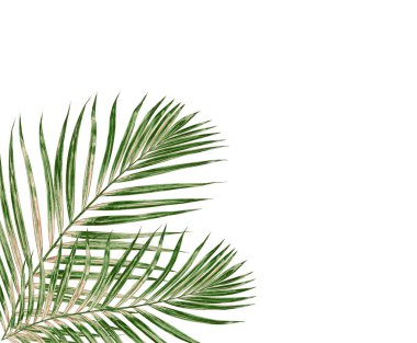 Beyaz arkaplanda yeşil palmiye yaprağı