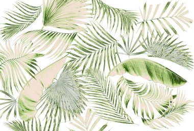 Palmiye ağacı arkaplan yaprağı