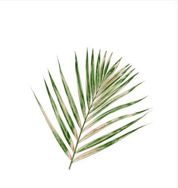 Beyaz arkaplanda yeşil palmiye yaprağı