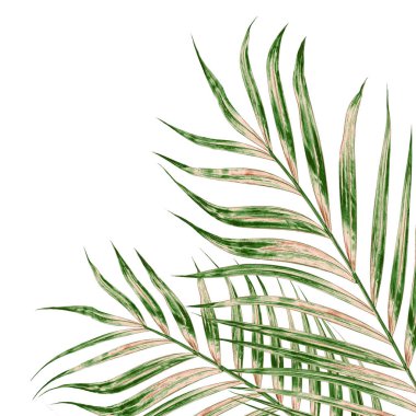 Beyaz arkaplanda izole edilmiş yeşil palmiye yaprakları