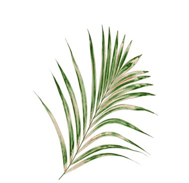 Beyaz arkaplanda yeşil palmiye yaprağı