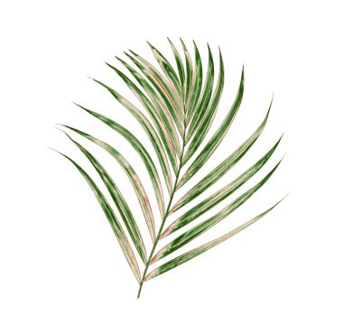 Beyaz arkaplanda yeşil palmiye yaprağı