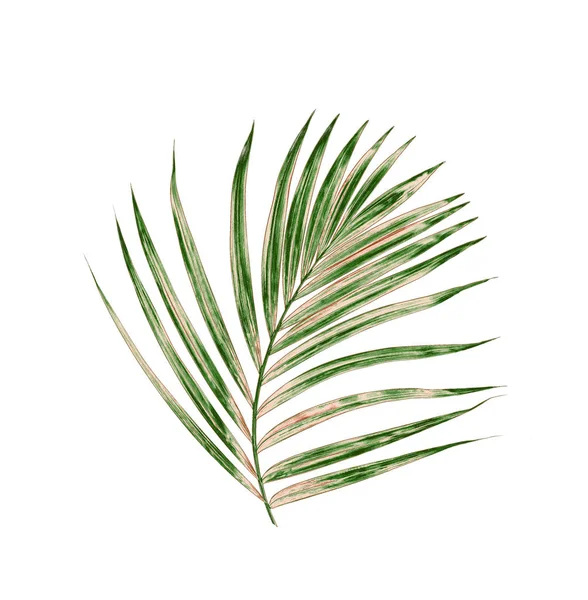 Beyaz arkaplanda yeşil palmiye yaprağı — Stok fotoğraf