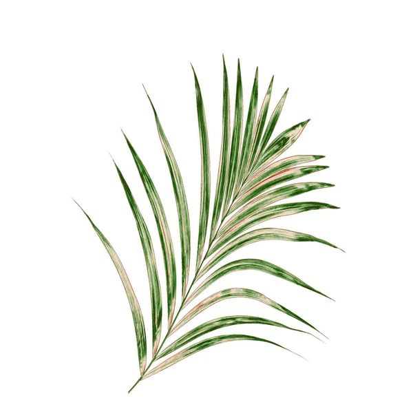 Beyaz arkaplanda yeşil palmiye yaprağı