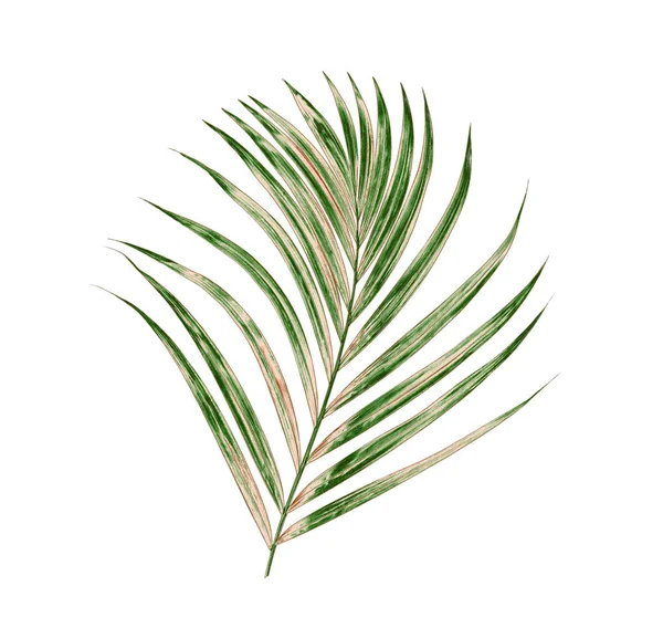 Beyaz arkaplanda yeşil palmiye yaprağı