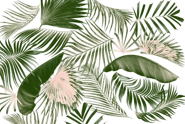 Palmiye ağacı arkaplan yaprağı