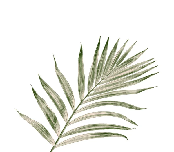 白い背景にヤシの木の緑の葉 — ストック写真