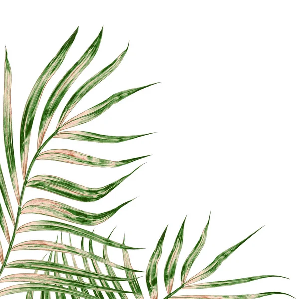 Hojas verdes de palmera aisladas sobre fondo blanco — Foto de Stock